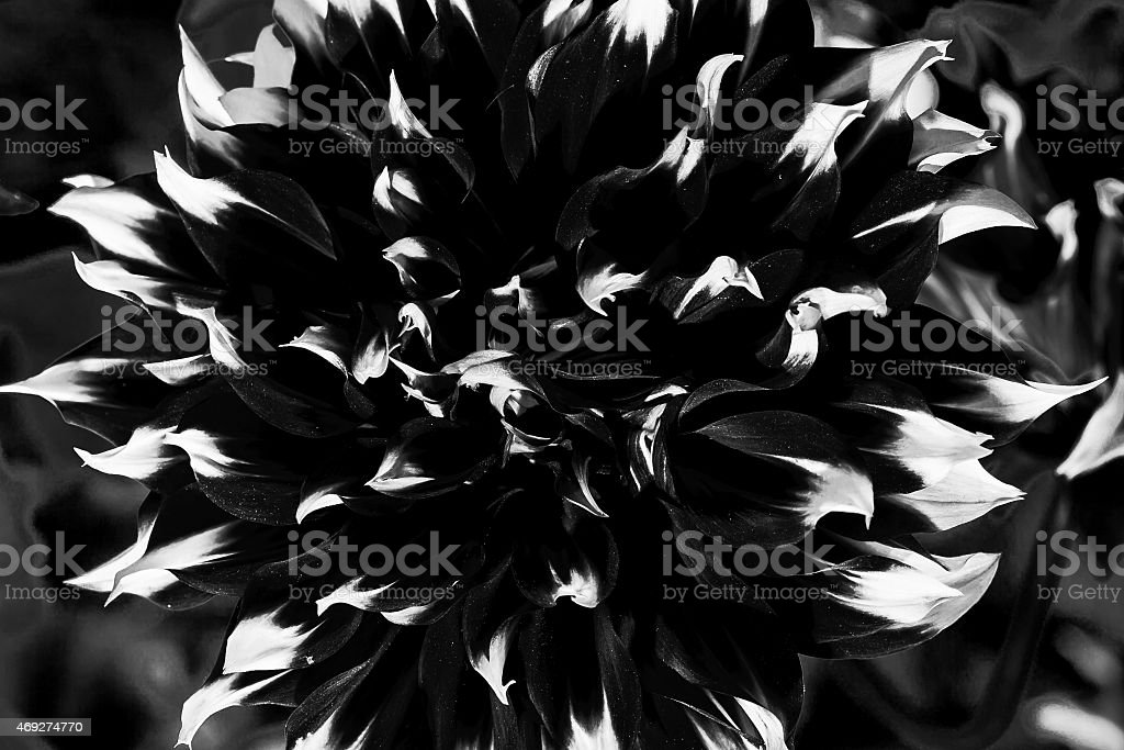 Detail Gambar Bunga Dahlia Hitam Putih Nomer 16