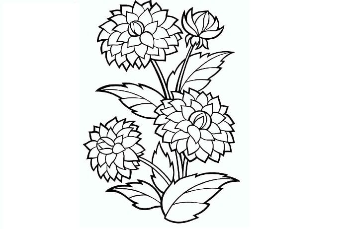 Detail Gambar Bunga Dahlia Hitam Putih Nomer 20