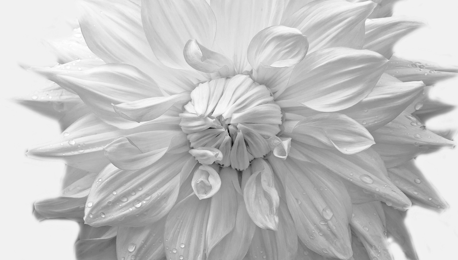 Detail Gambar Bunga Dahlia Hitam Putih Nomer 21