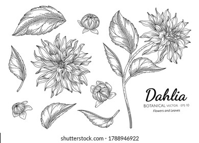 Detail Gambar Bunga Dahlia Hitam Putih Nomer 37