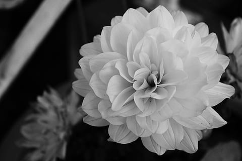 Detail Gambar Bunga Dahlia Hitam Putih Nomer 41