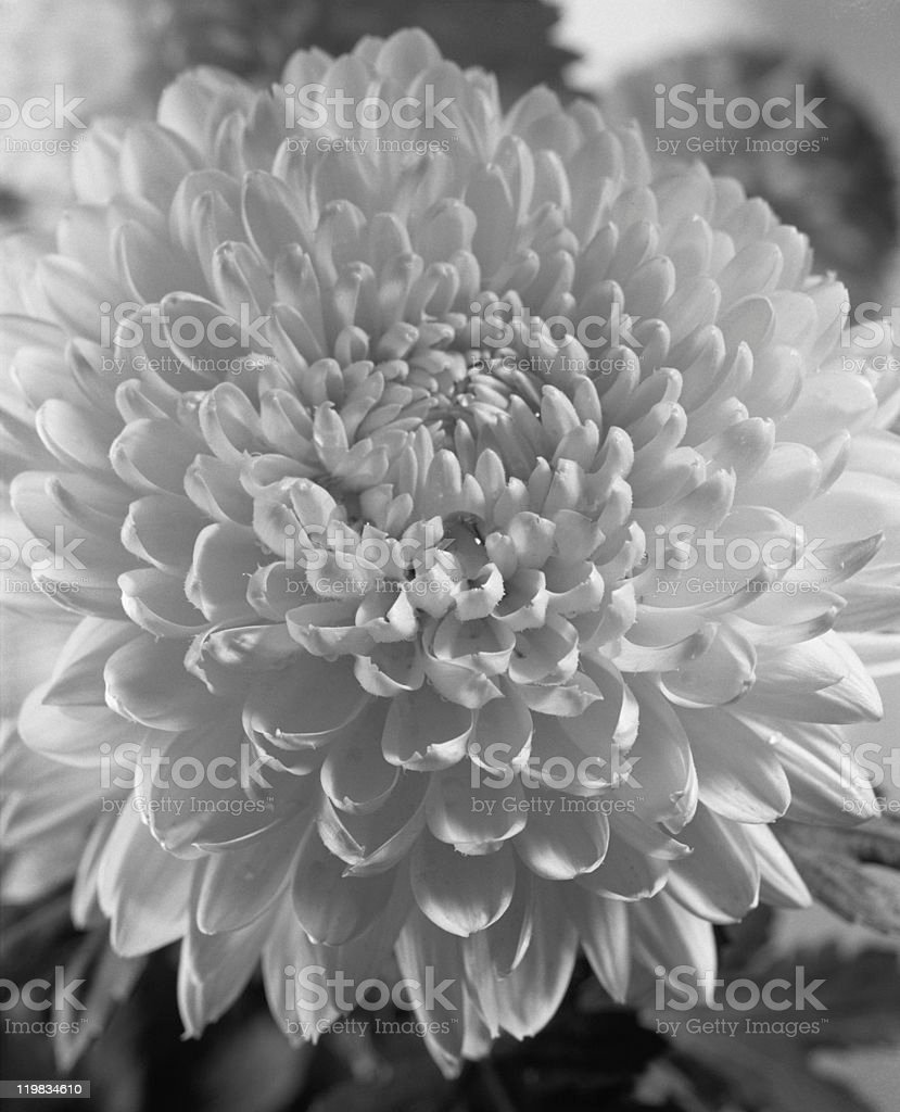 Detail Gambar Bunga Dahlia Hitam Putih Nomer 8