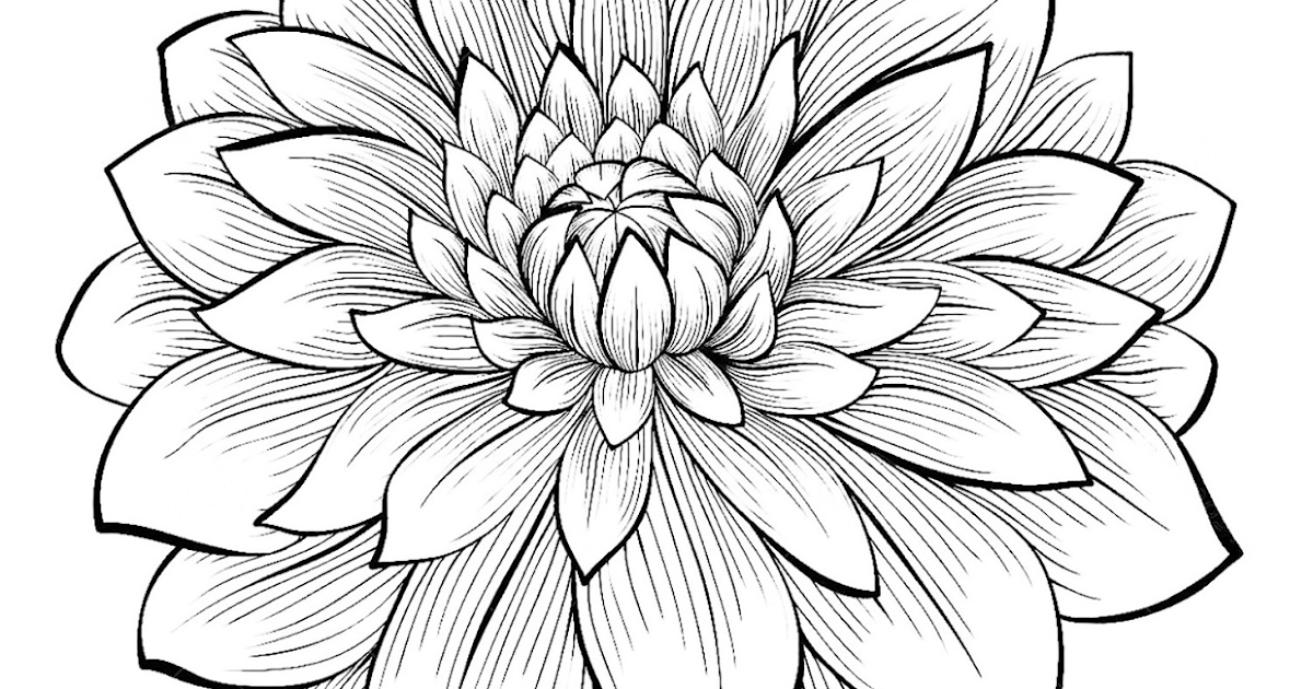 Detail Gambar Bunga Dahlia Kartun Nomer 13