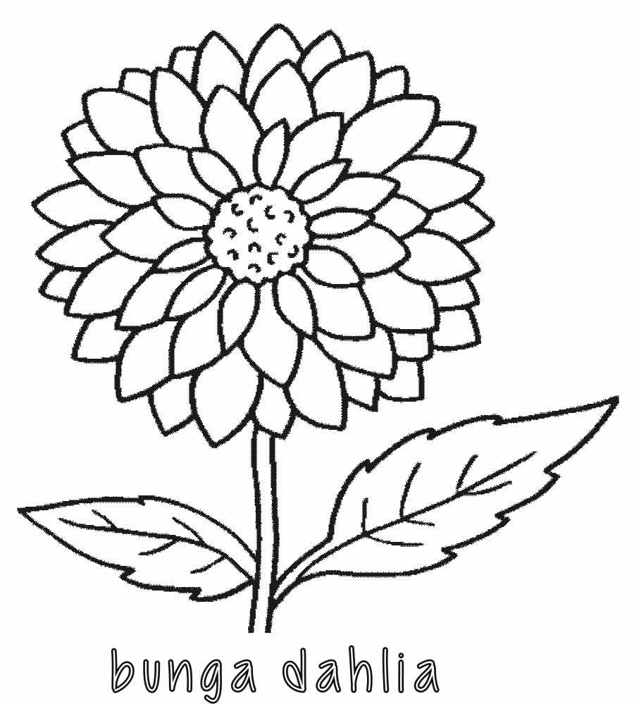 Detail Gambar Bunga Dahlia Kartun Nomer 4