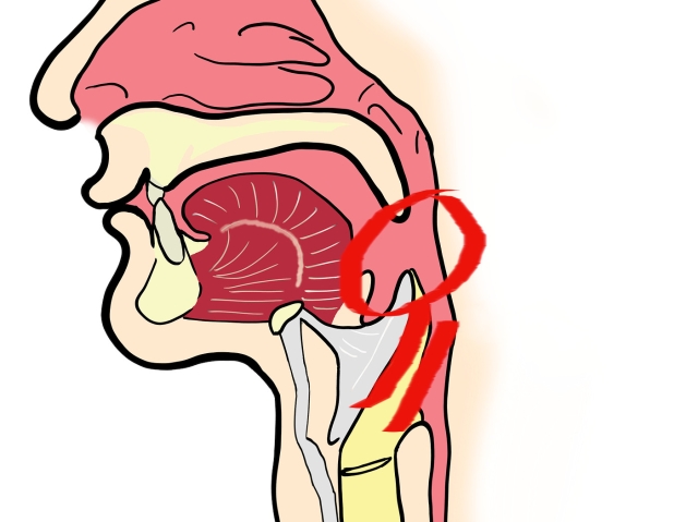 Detail Anatomie Kehlkopf Nomer 12