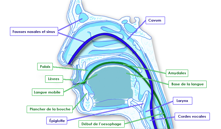 Detail Anatomie Kehlkopf Nomer 13