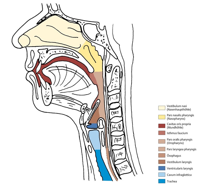 Detail Anatomie Kehlkopf Nomer 4