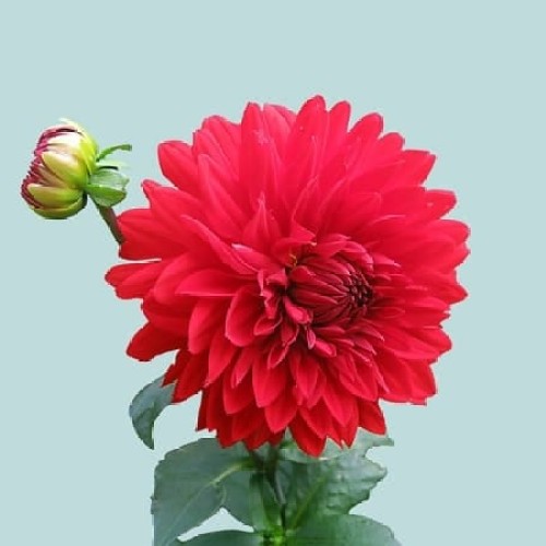 Detail Gambar Bunga Dahlia Merah Nomer 2