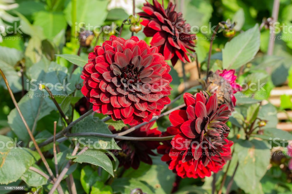 Detail Gambar Bunga Dahlia Merah Nomer 13