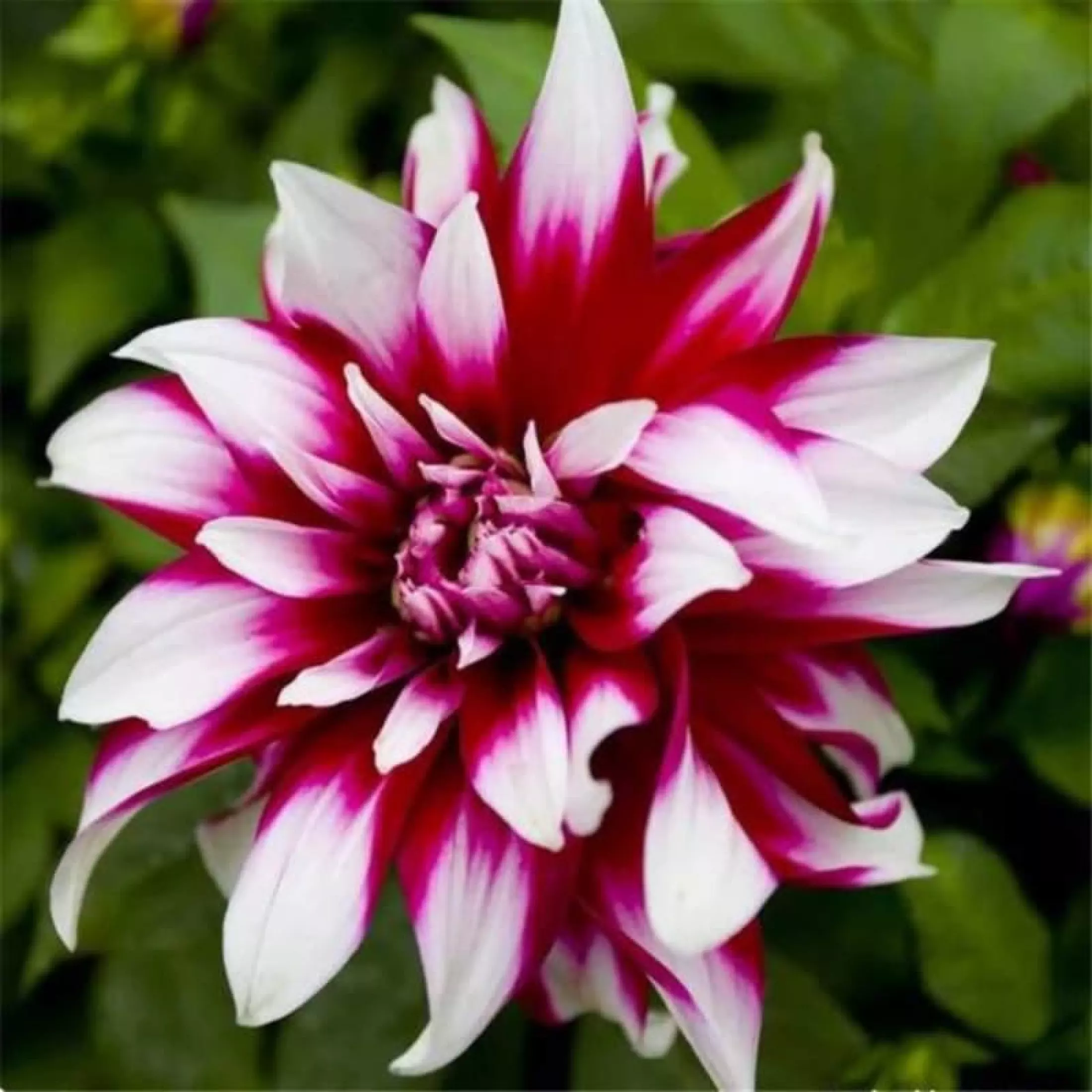 Detail Gambar Bunga Dahlia Merah Nomer 14