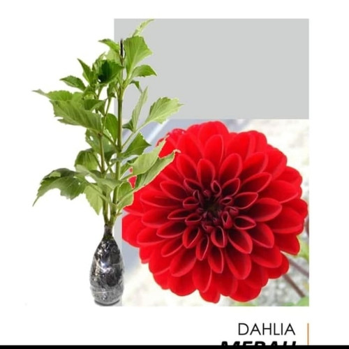 Detail Gambar Bunga Dahlia Merah Nomer 25