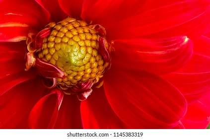 Detail Gambar Bunga Dahlia Merah Nomer 5