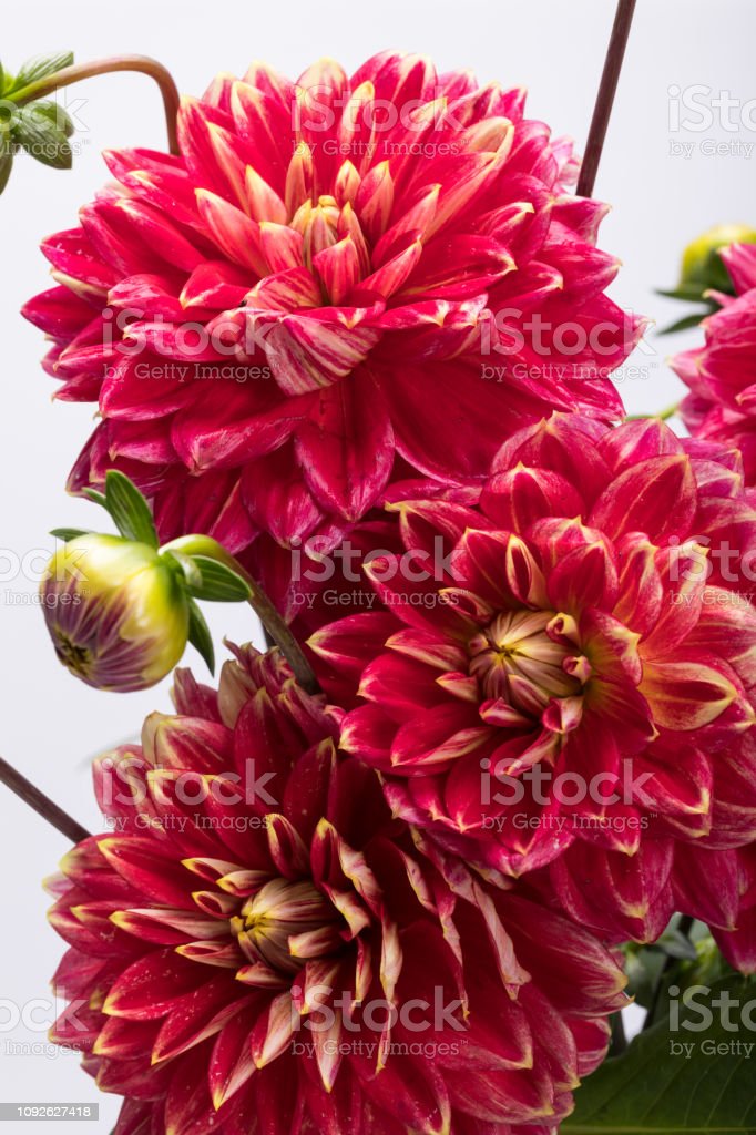 Detail Gambar Bunga Dahlia Merah Nomer 43