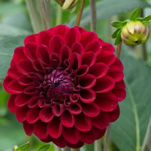 Detail Gambar Bunga Dahlia Merah Nomer 7