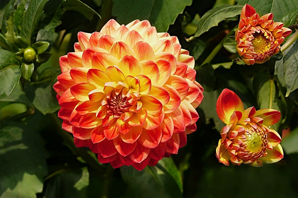 Detail Gambar Bunga Dahlia Orange Nomer 11