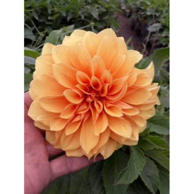 Detail Gambar Bunga Dahlia Orange Nomer 3