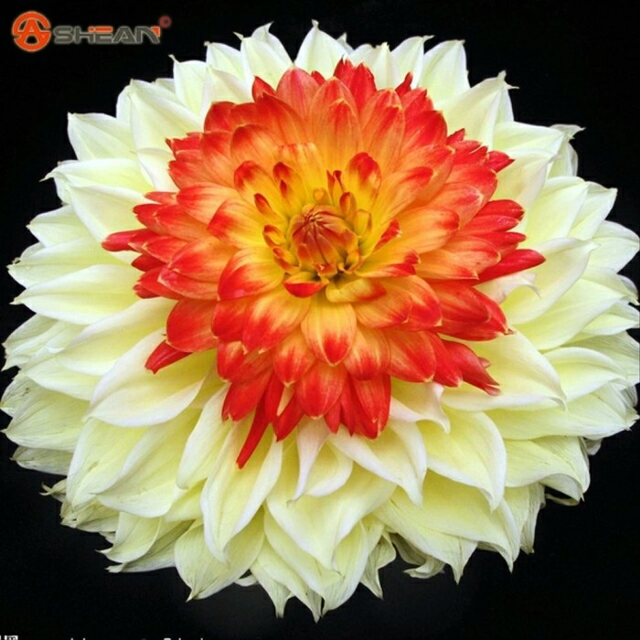 Detail Gambar Bunga Dahlia Orange Nomer 28