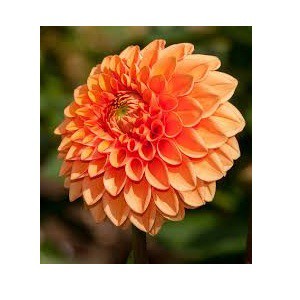 Detail Gambar Bunga Dahlia Orange Nomer 4