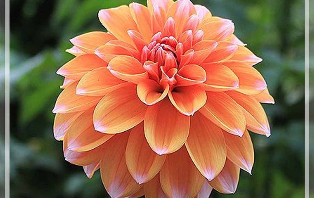 Detail Gambar Bunga Dahlia Orange Nomer 38