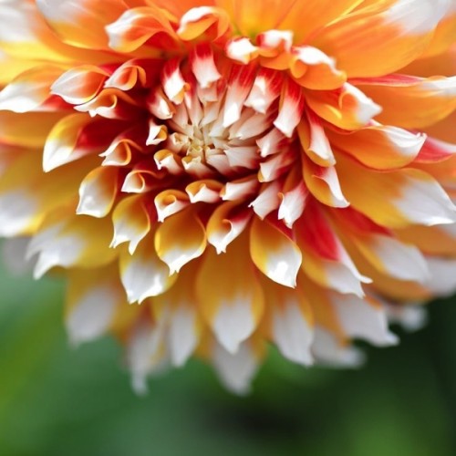 Detail Gambar Bunga Dahlia Orange Nomer 41