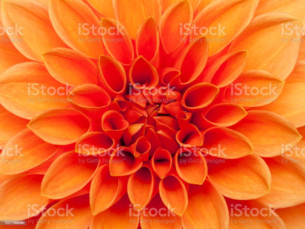 Detail Gambar Bunga Dahlia Orange Nomer 42