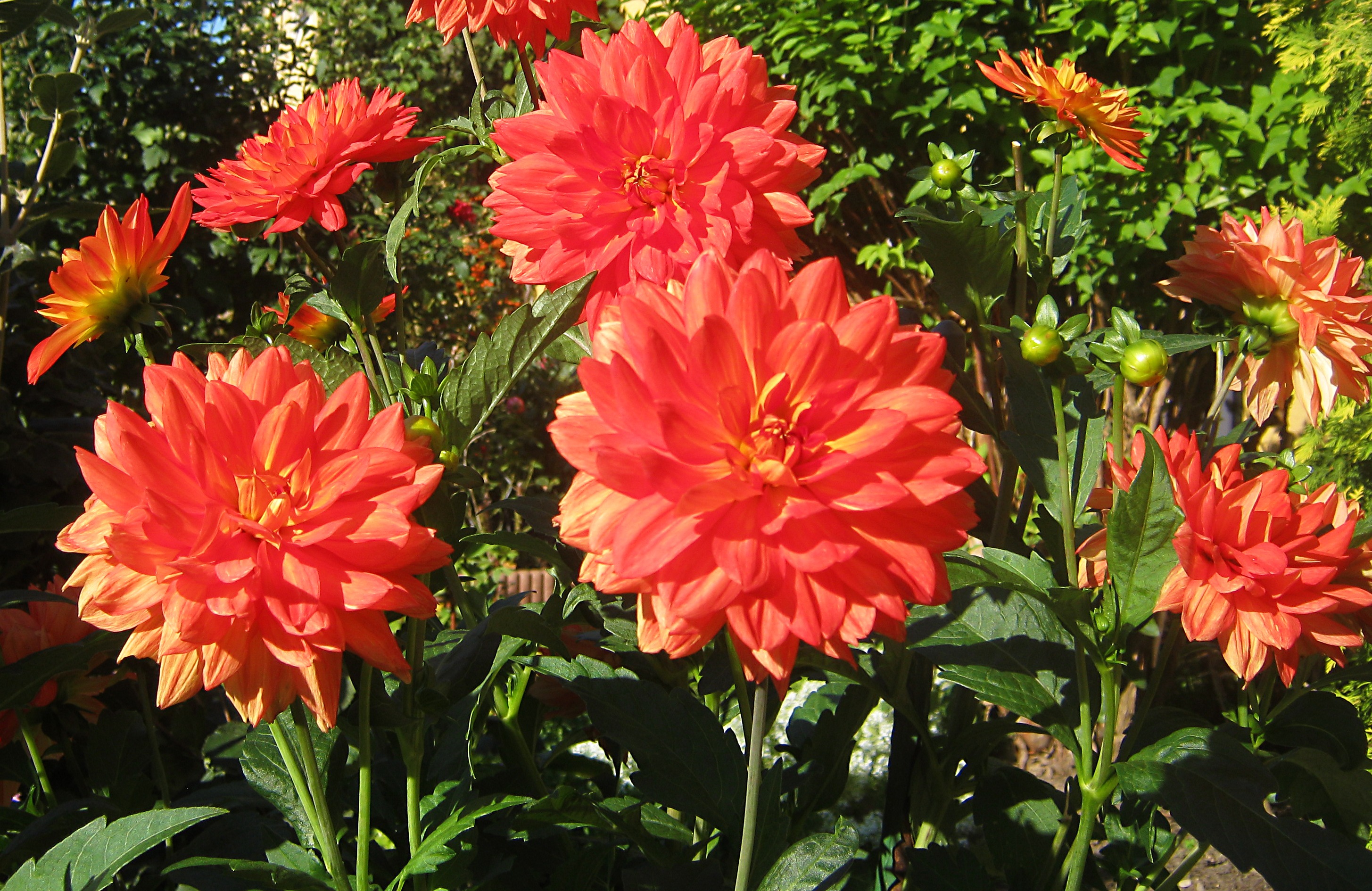 Detail Gambar Bunga Dahlia Orange Nomer 43