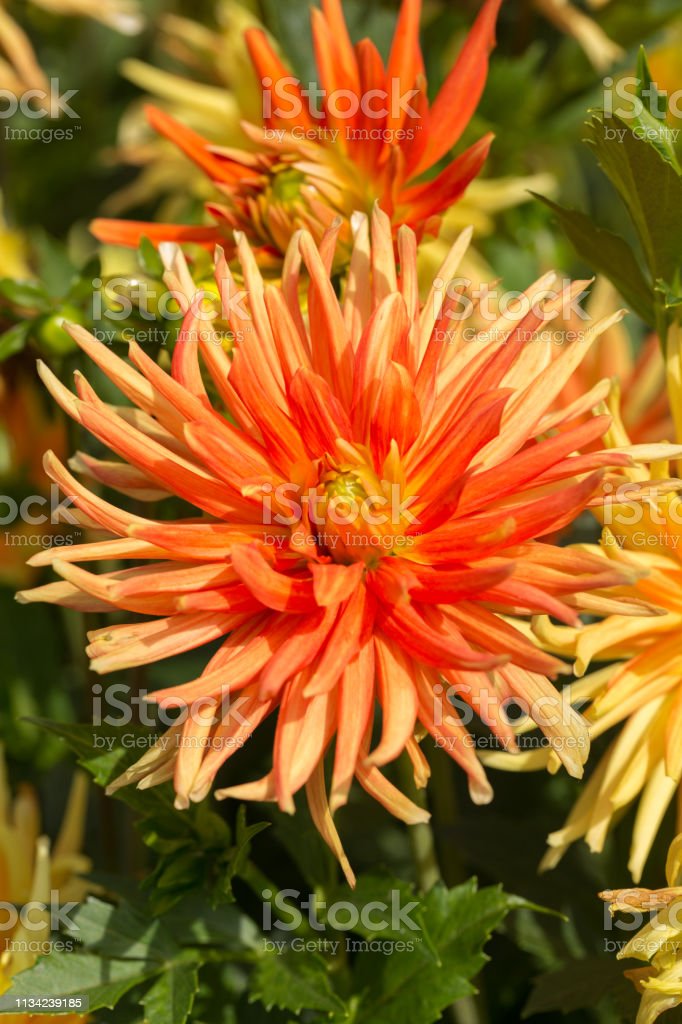 Detail Gambar Bunga Dahlia Orange Nomer 48