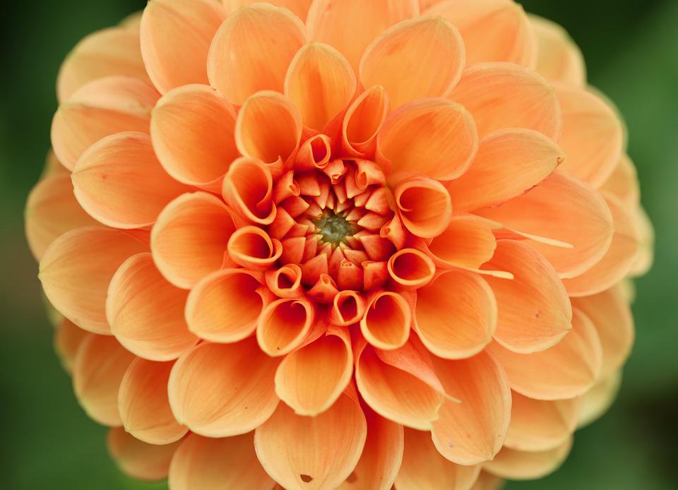 Detail Gambar Bunga Dahlia Orange Nomer 49