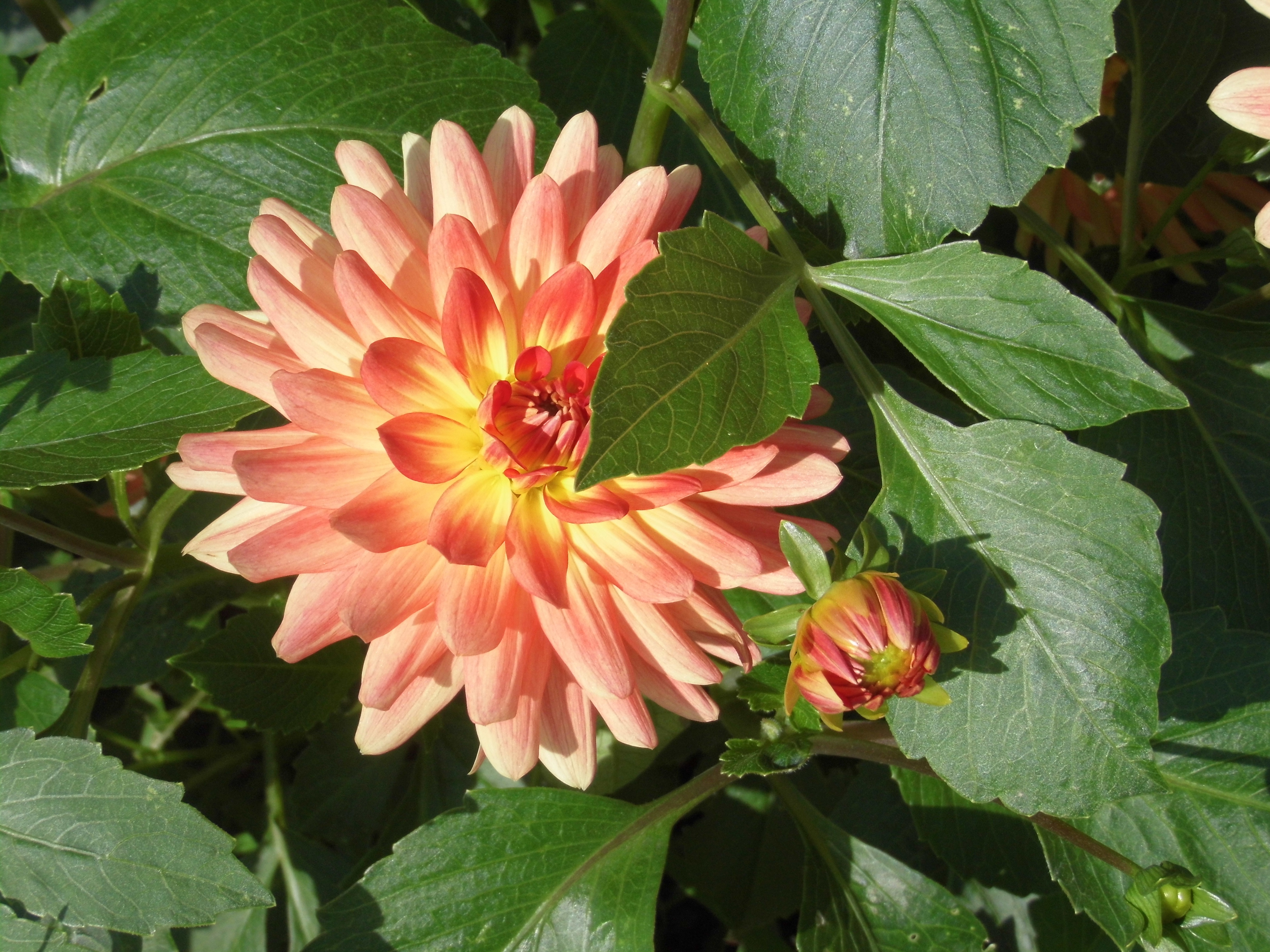 Detail Gambar Bunga Dahlia Orange Nomer 51