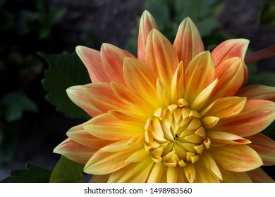 Detail Gambar Bunga Dahlia Orange Nomer 53