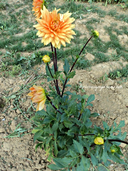 Detail Gambar Bunga Dahlia Orange Nomer 56