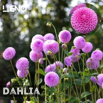 Detail Gambar Bunga Dahlia Pompon Nomer 13