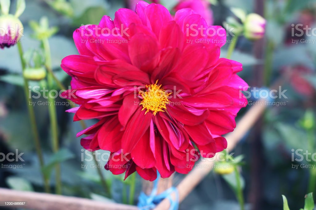 Detail Gambar Bunga Dahlia Pompon Nomer 36