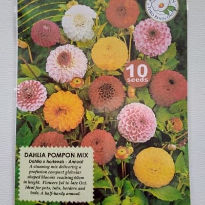 Detail Gambar Bunga Dahlia Pompon Nomer 42