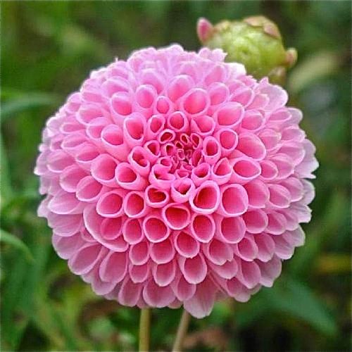 Detail Gambar Bunga Dahlia Pompon Nomer 46