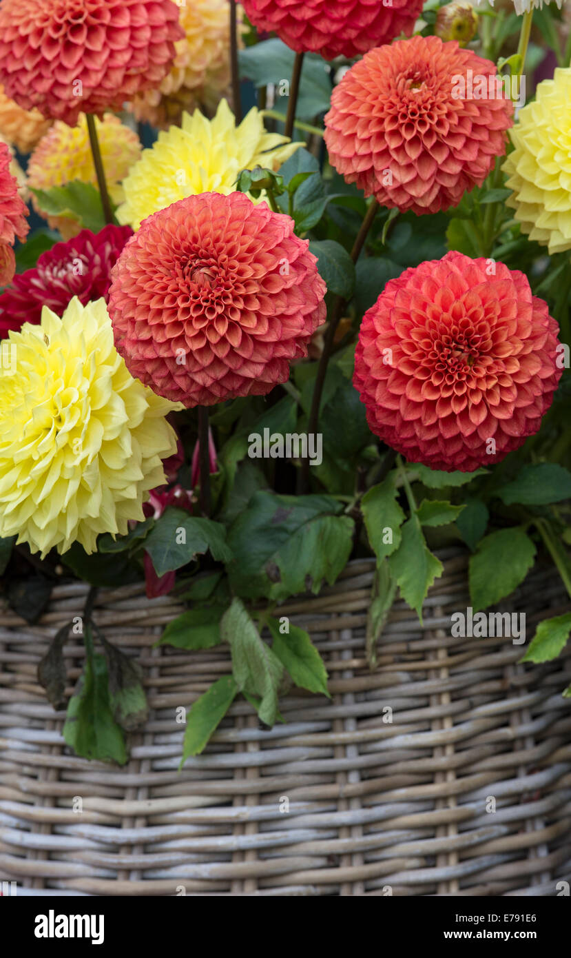 Detail Gambar Bunga Dahlia Pompon Nomer 52