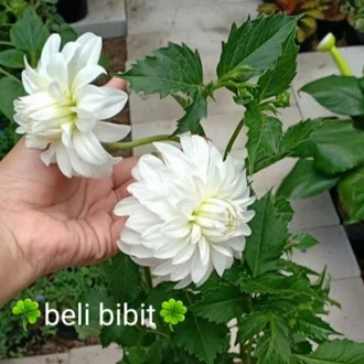 Detail Gambar Bunga Dahlia Putih Nomer 9