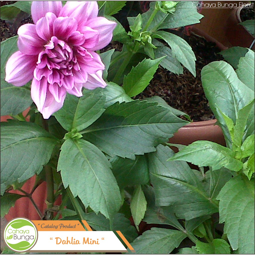 Detail Gambar Bunga Dahlia Ungu Nomer 2