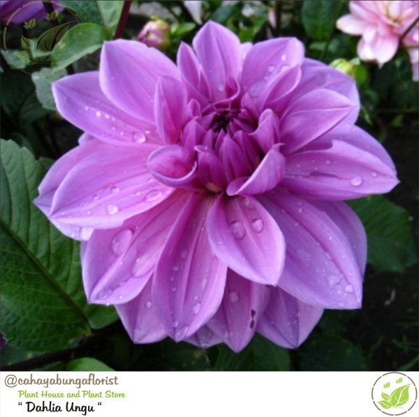 Detail Gambar Bunga Dahlia Ungu Nomer 12