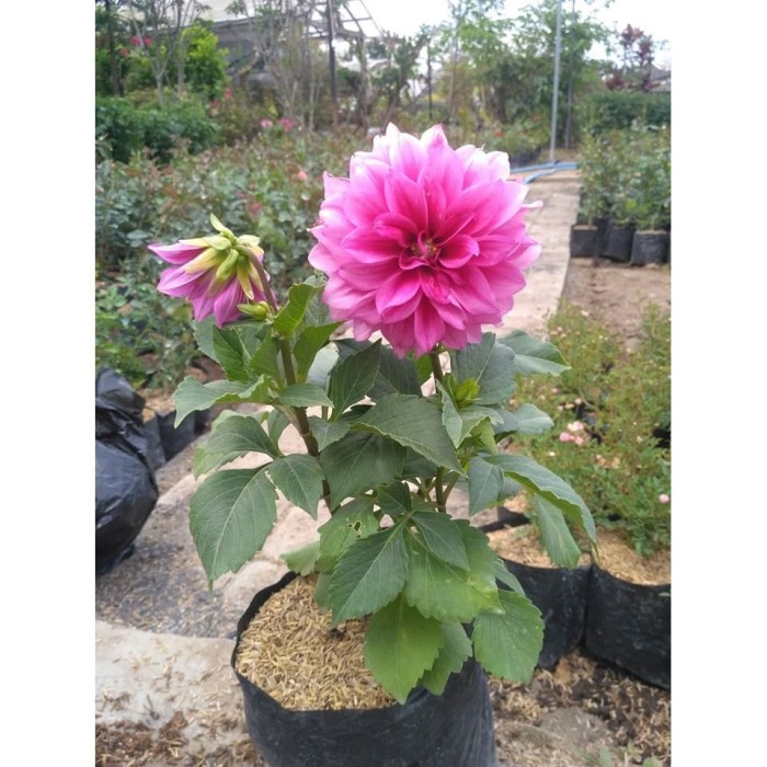 Detail Gambar Bunga Dahlia Ungu Nomer 16