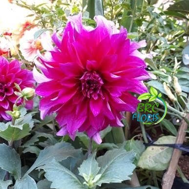 Detail Gambar Bunga Dahlia Ungu Nomer 20