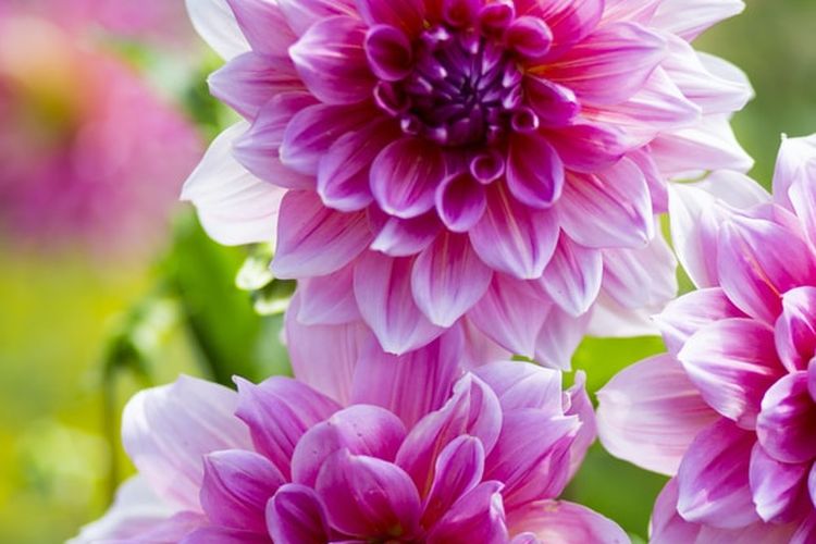 Detail Gambar Bunga Dahlia Ungu Nomer 21