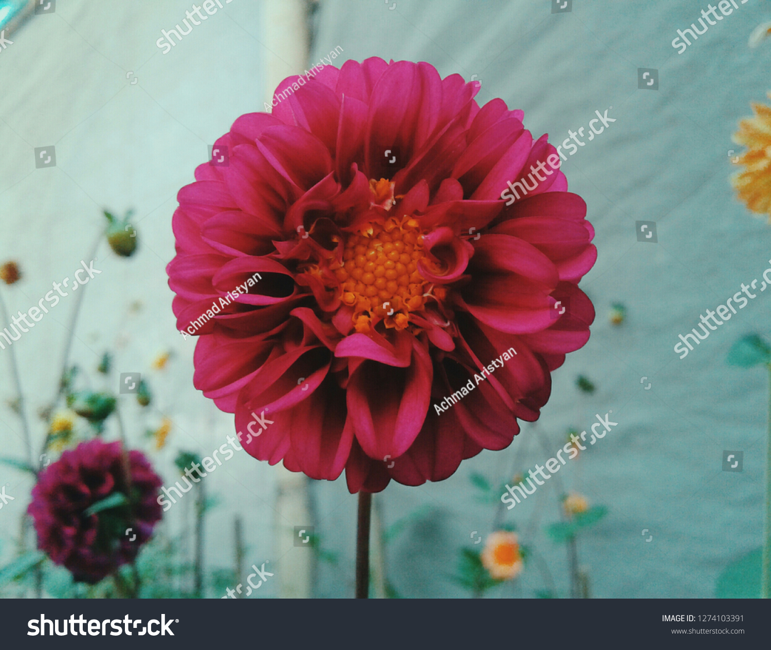 Detail Gambar Bunga Dahlia Ungu Nomer 22