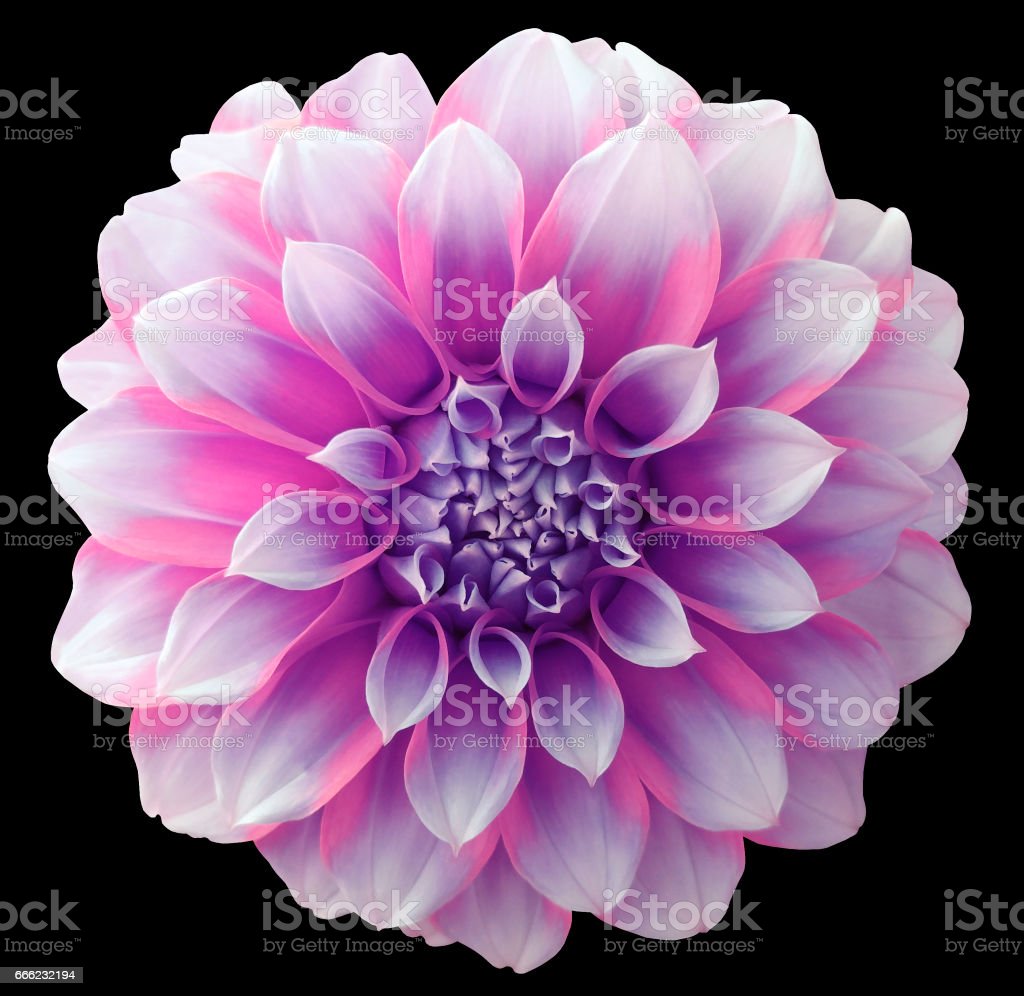 Detail Gambar Bunga Dahlia Ungu Nomer 23