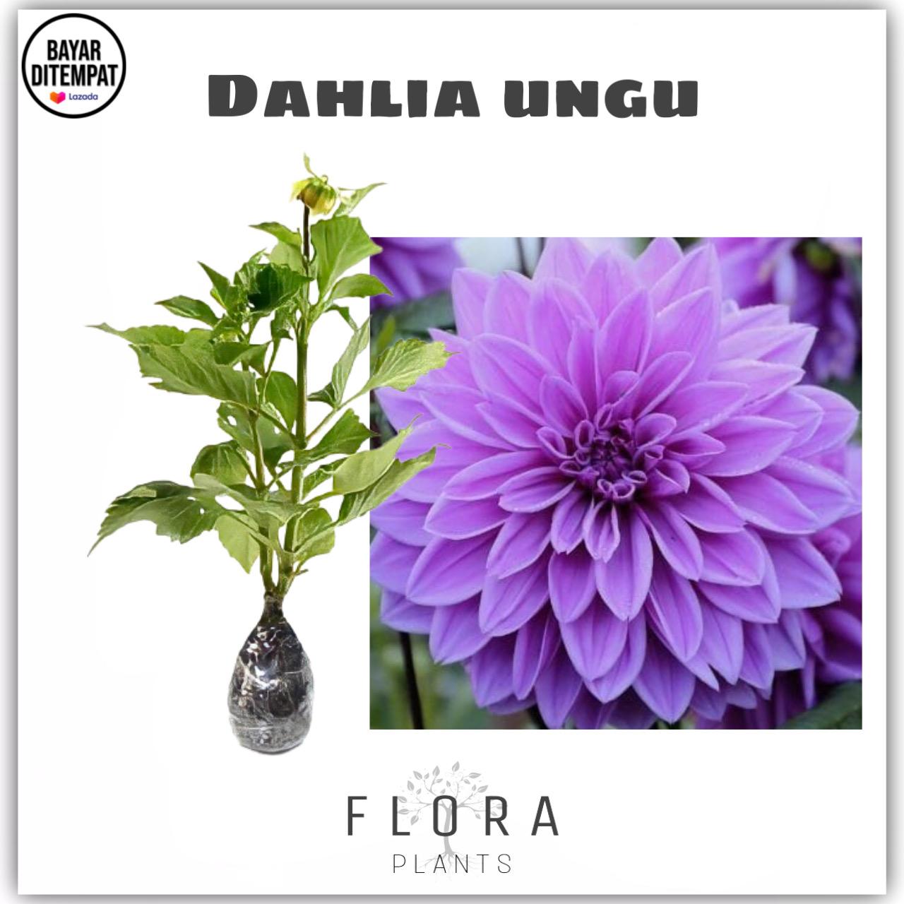 Detail Gambar Bunga Dahlia Ungu Nomer 25