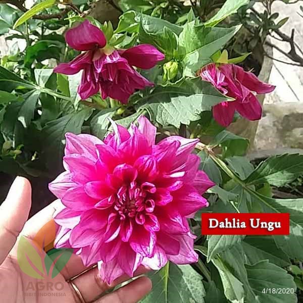 Detail Gambar Bunga Dahlia Ungu Nomer 26