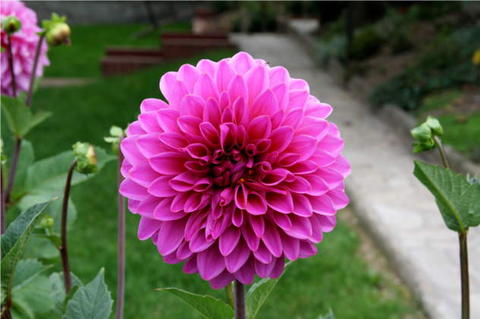 Detail Gambar Bunga Dahlia Ungu Nomer 29