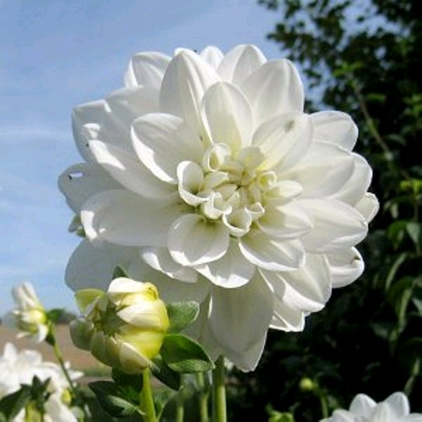 Detail Gambar Bunga Dahlia Ungu Nomer 34