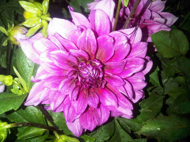 Detail Gambar Bunga Dahlia Ungu Nomer 35