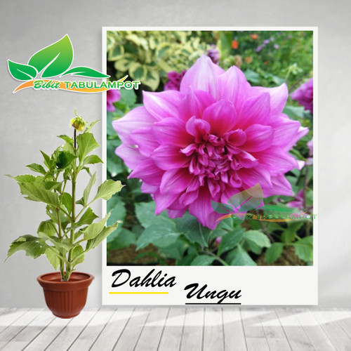 Detail Gambar Bunga Dahlia Ungu Nomer 37